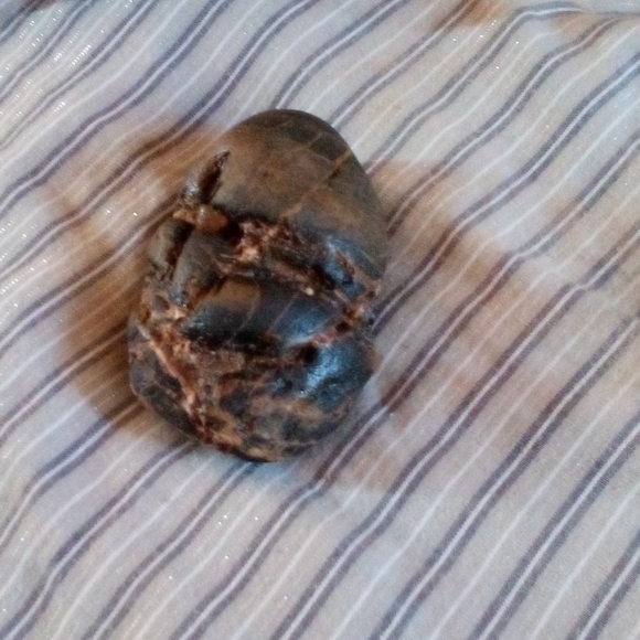 Shrunken hyper boring head with Crystal eye. - Picture 3 of 4